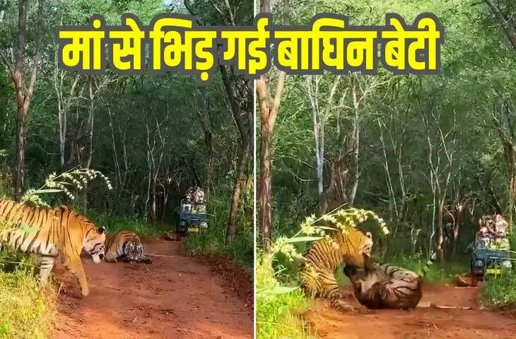 टेरिटरी के लिए मां से भिड़ी बाघिन बेटी, फिर हुई भयंकर खूनी फाइट, देखिए किसकी हुई जीत