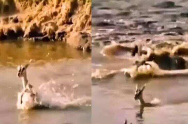 आंखों के सामने बच्चे को ले गया मगरमच्छ! मां की चीख-पुकार के बीच कैद हुआ दिल दहला देने वाला VIDEO