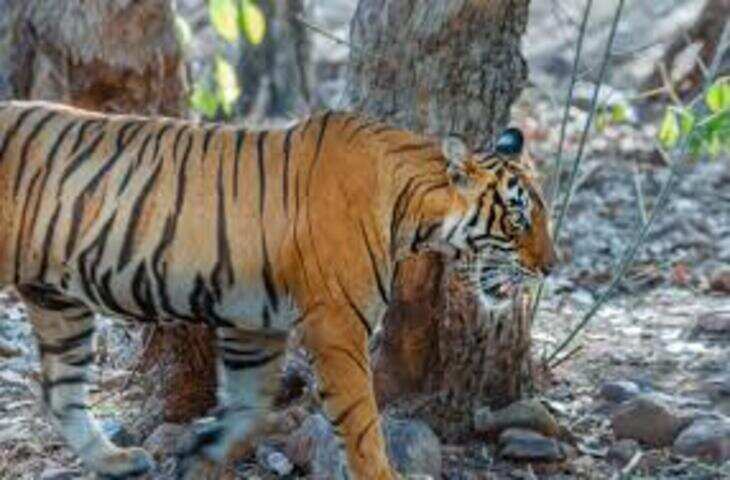वीडियो में देखें रणथंभौर में रोमांच और दहशत का नजारा, टूरिस्ट जिप्सी के पास पहुंचे बाघिन और दो बाघ, 15 मिनट तक थमी रहीं सांसें