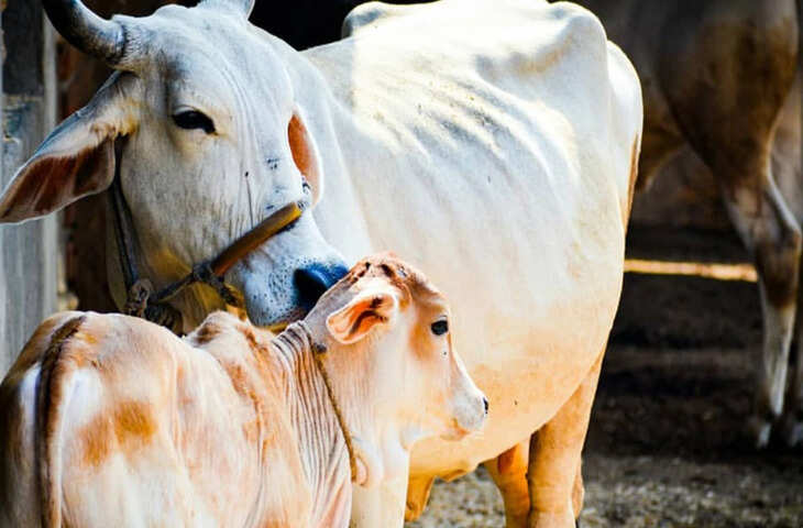 Desi Cow Scheme: अब स्वदेशी गाय पालन पर मिलेगा ₹15,000 तक का फायदा, जानिए कौन और कैसे उठा सकता है लाभ