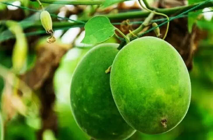 ये है दुनिया का सबसे मीठा फल, लेकिन डायबिटीज के मरीजों के लिए यह किसी वरदान से कम नहीं