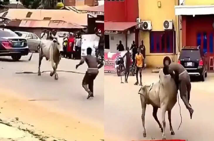 आ बैल मुझे मार वाली कहावत हो गई सच, Video देख हंसते-हंसते आप भी हो जाएंगे लोटपोट