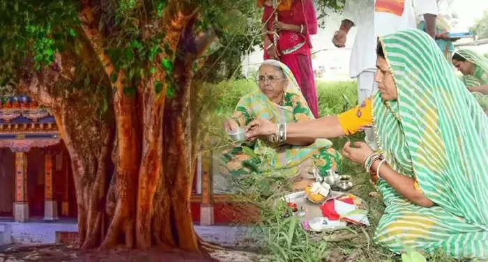 peepal tree remedy know the benefits and importance of worship peepal tree
