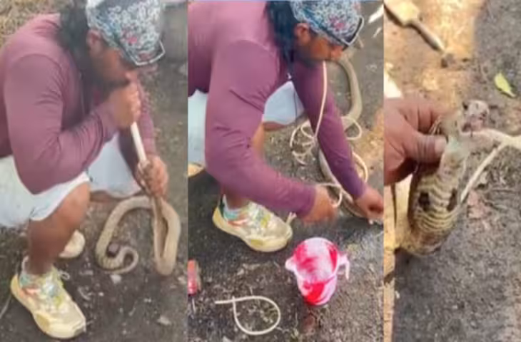 सांप की चल रही थीं आखिरी सांसें, युवक ने प्लास्टिक के पाइप से दिया CPR, फन पर पानी डाला, फिर हुआ चमत्कार