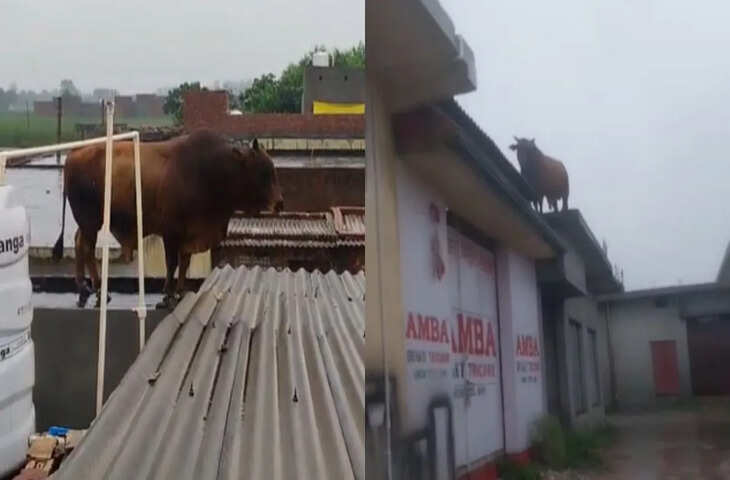 बारिश से बचने की कोशिश सांड को पड़ गई भारी, दुकान की छत टूटी और देखते ही देखते नीचे आ गिरा, देखे वीडियो ​​​​​​​