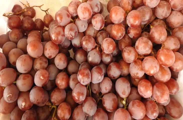 वर्षा ऋतु में आयातित अंगूर की बिक्री बढ़ी, दिल्ली से मंगाए जा रहे लाल-हरे अंगूर