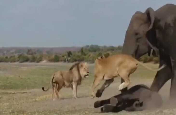 शेरनी ने नन्हे हाथी का किया शिकार, तभी आ धमकी हथिनी, फिर जो हुआ…देखिए VIDEO