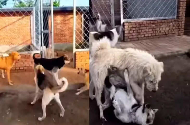 सिग्मा डॉग की महज एंट्री से रुक गई लड़ाई, वीडियो देख समझ जाएंगे किसे कहते हैं असली रोला