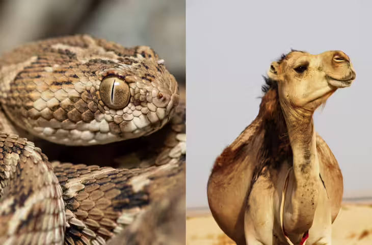 क्या आपने सुना? ऊंट के एक आंसू की बूंद में है 26 सांपों के जहर को खत्म करने की ताकत, कीमतजान खिसक जाएगी पैरों तले की जमीन ​​​​​​