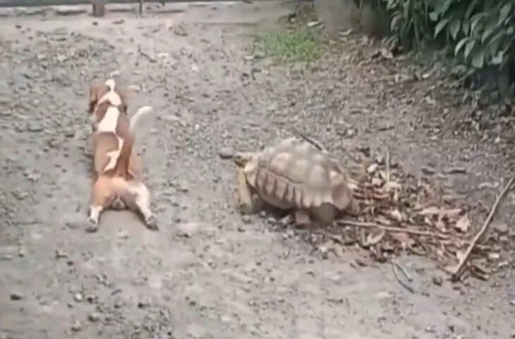 कुत्ते ने कछुए की उतारी नकल, पैर घसीट कर लगा चलने; VIDEO देख छूट जाएगी हंसी