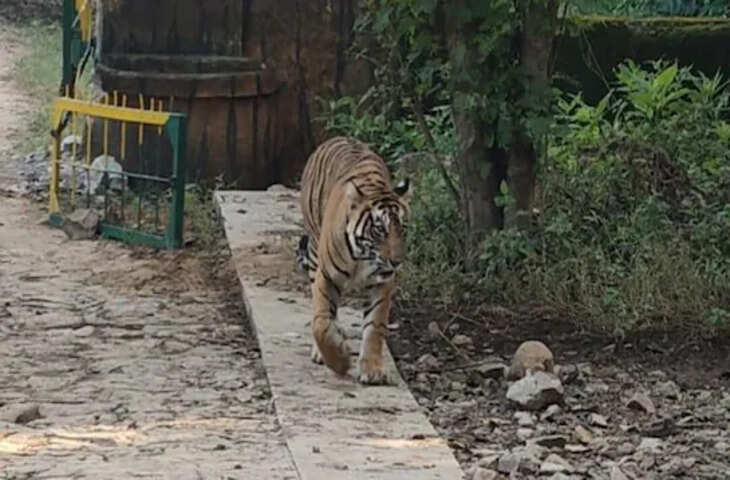 राजस्थान के सवाई माधोपुर में खुशियां: टाइगर सेंचुरी की 'सुल्ताना' ने चौथी बार दिया शावकों को जन्म, जानिए अब कितनी हुई बाघों की संख्या&nbsp;