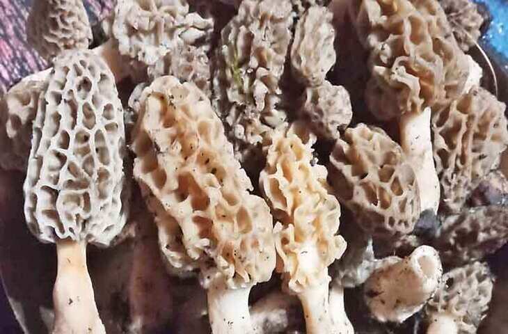 Manali बंजार-सैंज मेले में पच्चीस लाख गुच्छों की बिक्री