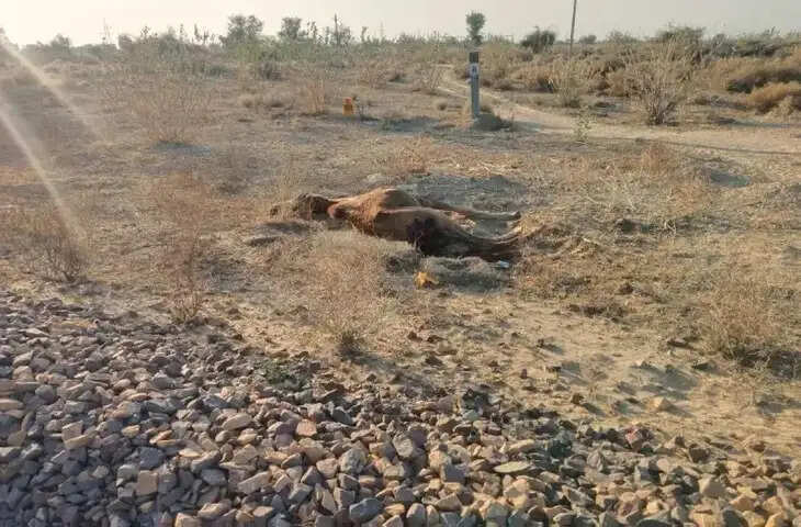ट्रेन की चपेट में आने से पशुओं की मौत से ग्रामीणों में बढ़ा आक्रोश
