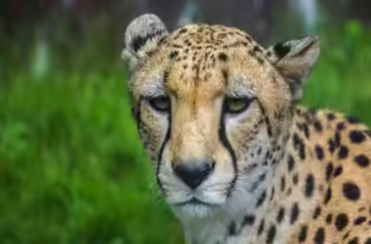 कुनो से निकला चीता KP2 रणथंभौर पहुंचा, फुटेज में देंखे बाघों के इलाके में बढ़ी निगरानी