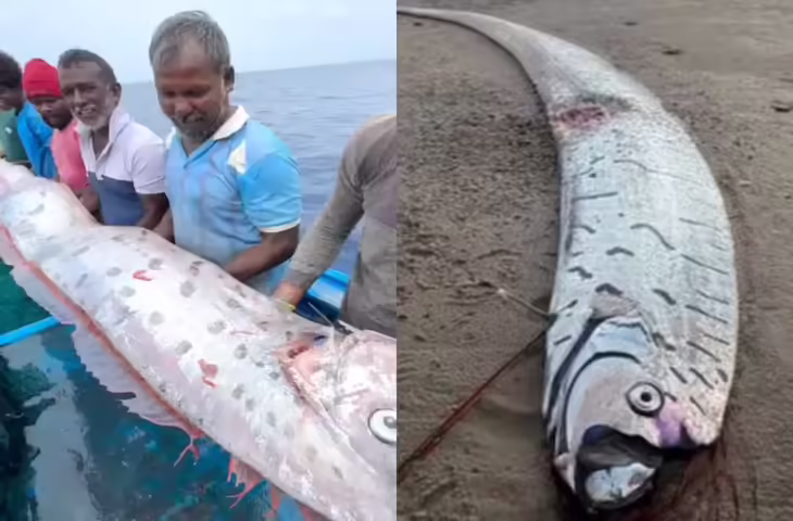 भारत के समुद्र में मिली ये खतरनाक मछली! क्या प्रकृति में मचने वाली है तबाही,&nbsp;जानें क्यों इसे अशुभ माना जाता है ?