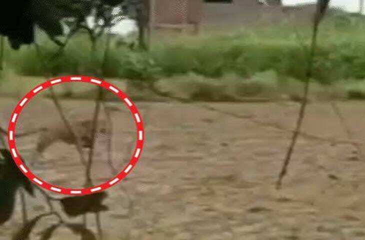 प्रयागराज के झूंसी में तेंदुए की दहशत, 12 गांवों में फैला डर; शाम होते ही घरों में कैद हो रहे लोग