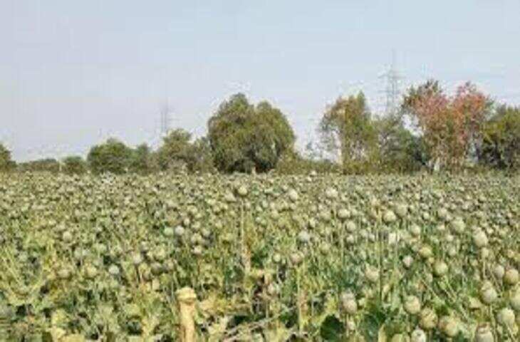 जयपुर में प्याज की फसल के बीच अवैध अफीम की खेती का खुलासा, वीडियो में देंखे 363 पौधे जब्त