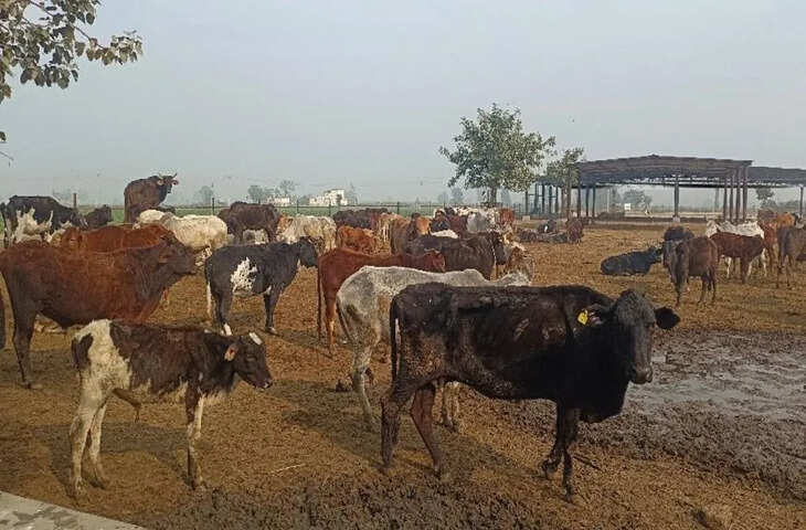 हरियाणा में 345 से ज्यादा गोवंश की मौत, एक हफ्ते में बिगड़े हालात, खतरे में लाखों गाय-बछड़ों की जिंदगी