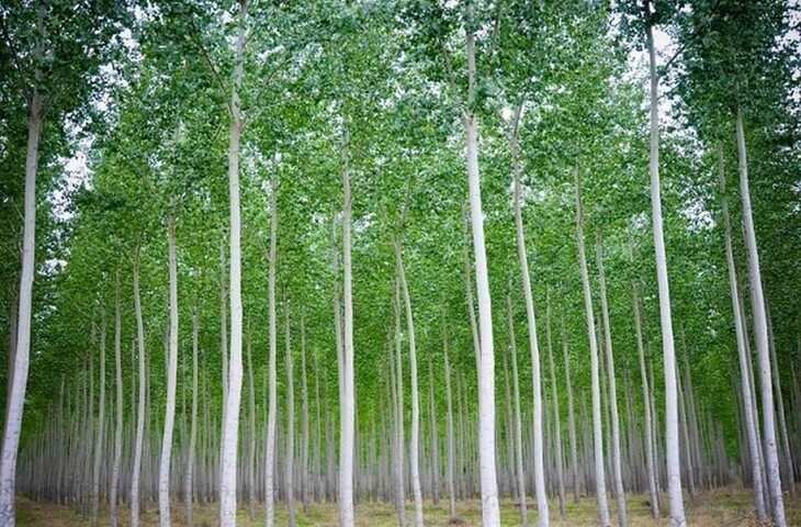 Eucalyptus Reality: धरती का पानी सुखा रहा है यूकेलिप्टस! जानिए क्यों दुनिया भर में मच रहा बवाल