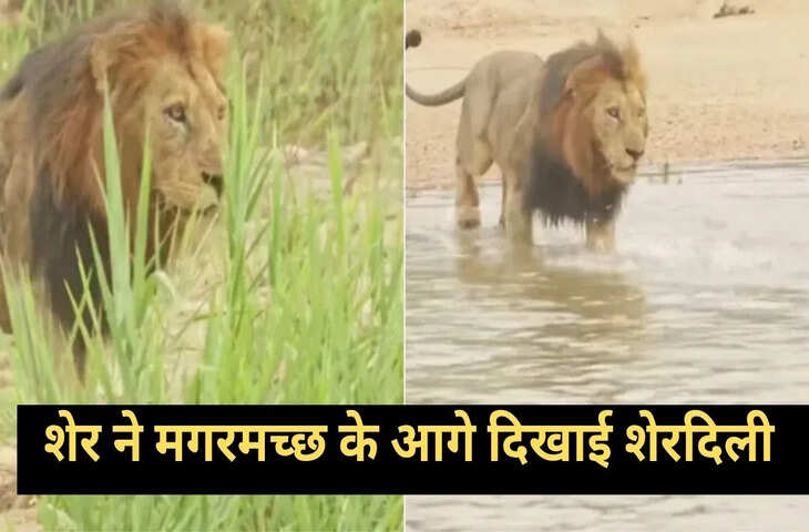 शेर के आगे निकल गई मगरमच्छ की सारी दादागिरी, वायरल वीडियो में देखिए कैसे बीच तालाब में जंगल के राजा ने दिखाई अपनी ताकत
