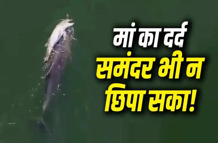 मरे बच्चे को 6 दिन तक पीठ पर लेकर तैरती रही मां डॉल्फिन, दिल दहला देगा ऑस्ट्रेलिया का ये वीडियो