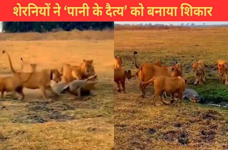&lsquo;पानी के दैत्य&rsquo; पर टूट पड़ा शेरनियों का झुंड, देखिए खूंखार शिकारियों ने क्या किया, VIDEO