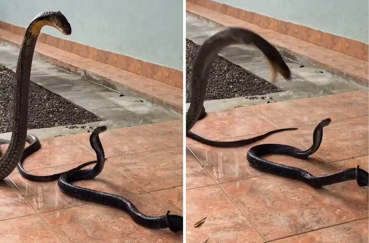 क्या बच पाया छोटा सांप? किंग कोबरा के खौफनाक वार का ये VIDEO उड़ा देगा होश