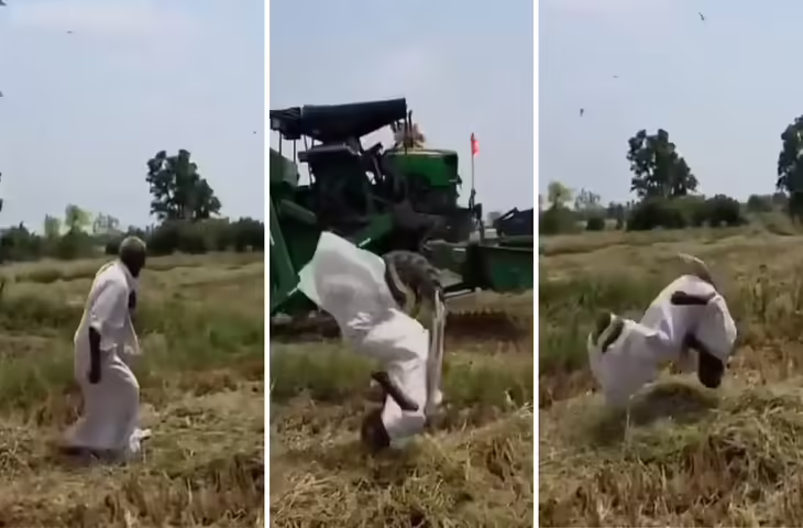 मेहनत रंग लाई तो खुशी से झूम उठा किसान, खेत में लगाने लगा गुलाटियां, VIDEO वायरल