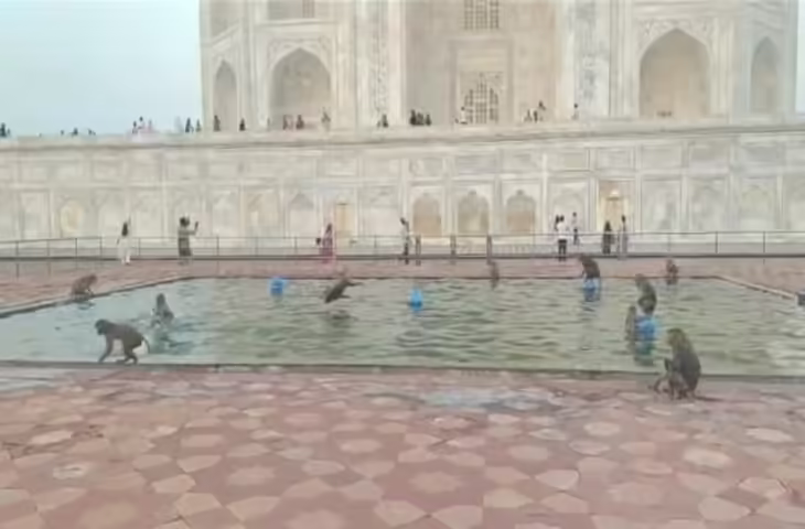 आगरा के ताज महल में बंदरों की मस्ती, फव्वारे को बना दिया स्विमिंग पूल, वीडियो हुआ वायरल