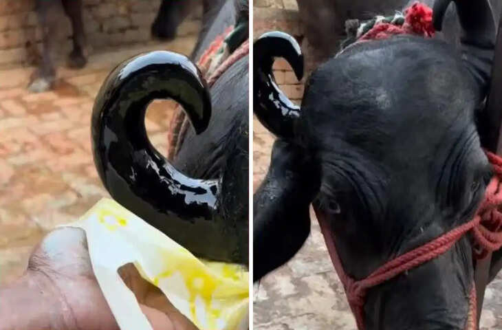 अब भैंसों का भी मेकओवर! अनोखे ब्यूटी पार्लर का वीडियो देखकर उड़ गए लोगों के होश&nbsp;