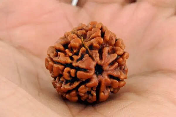 Rudraksh mala astrology what not to do after wearing rudraksha