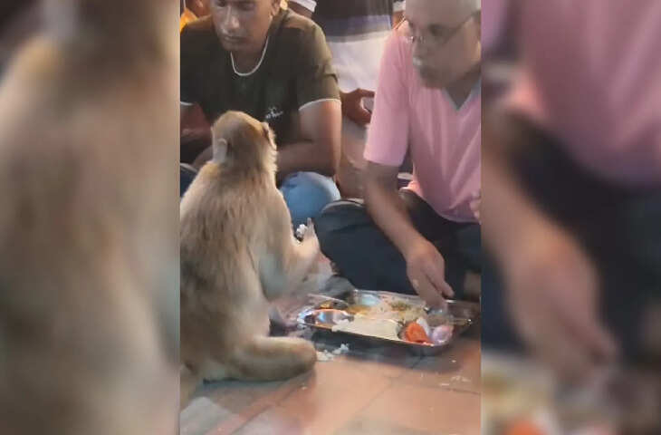 वायरल वीडियो: मस्जिद में बंदर ने रोजेदारों के साथ की इफ्तारी,&nbsp;देख फैन्स हुए हैरान