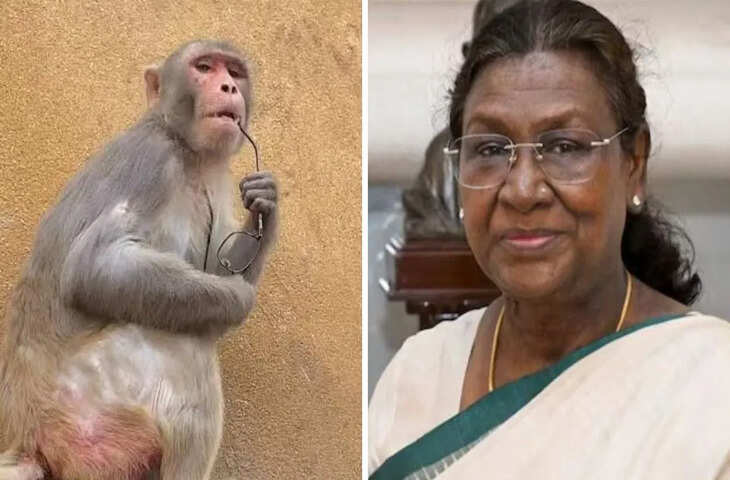 भारत की राष्ट्रपति, महामहिम द्रौपदी मुर्मू, तीन दिवसीय दौरे पर 'कृष्ण नगरी' - मथुरा और वृंदावन - जा रही हैं। जैसे-जैसे यह दौरा, जो 19 मार्च से शुरू हो रहा है, करीब आ रहा है, प्रशासन ने कड़ी सुरक्षा व्यवस्था लागू कर दी है; हालाँकि, इस बार सुरक्षा घेरे को एक अनोखी चुनौती का सामना करना पड़ रहा है - न केवल इंसानों से, बल्कि वृंदावन के शरारती बंदरों से भी। स्थिति ऐसी हो गई है कि अधिकारी इस संभावना को लेकर परेशान हैं कि कहीं कोई बंदर राष्ट्रपति का चश्मा या निजी सामान न छीन ले।  वृंदावन में बंदरों से होने वाली परेशानी एक जानी-मानी बात है। यहाँ के स्थानीय बंदर भक्तों से चश्मा, मोबाइल फोन और बटुए छीनने में माहिर होते हैं। राष्ट्रपति की गरिमा और सुरक्षा को ध्यान में रखते हुए, वन विभाग ने 30 कर्मियों की एक विशेष टीम तैनात की है। ये कर्मी बंदूकों से लैस नहीं होंगे, बल्कि पारंपरिक गुलेल और आधुनिक लेज़र गन से लैस होंगे, जिनका उद्देश्य बंदरों को डराना और उन्हें राष्ट्रपति के रास्ते से दूर रखना है। जिन क्षेत्रों में बंदरों की संख्या अधिक है (जैसे बांके बिहारी मंदिर की ओर जाने वाली सड़क), वहाँ 10 कर्मियों की टीमें तैनात की जाएंगी, जबकि अन्य स्थानों पर 5 कर्मियों के समूहों को ड्यूटी पर लगाया गया है।  बंदरों को मानसिक रूप से दूर रखने के लिए, प्रशासन लंगूरों की तस्वीरों का उपयोग कर रहा है। राष्ट्रपति के मार्ग पर विभिन्न स्थानों पर लंगूरों के बड़े-बड़े होर्डिंग और मूर्तियाँ लगाई जा रही हैं, क्योंकि ऐसा माना जाता है कि बंदर उन जगहों से दूर रहते हैं जहाँ लंगूर दिखाई देते हैं। प्रशासन लगातार मार्ग की निगरानी कर रहा है ताकि यह सुनिश्चित किया जा सके कि सुरक्षा में ज़रा सी भी चूक न हो।  राष्ट्रपति का पूरा कार्यक्रम  19 मार्च को, राष्ट्रपति वृंदावन में विश्व-प्रसिद्ध प्रेम मंदिर और इस्कॉन मंदिर के दर्शन करेंगी। इसके अलावा, वह प्रसिद्ध संत प्रेमानंद महाराज से मिलेंगी। साथ ही, वह रामकृष्ण मिशन सेवाश्रम में एक कैंसर अस्पताल का उद्घाटन करेंगी और उड़िया बाबा तथा नीम करोली आश्रमों में आयोजित कार्यक्रमों में शामिल होंगी। फिर, 21 मार्च को - जो उनके दौरे का मुख्य आकर्षण होगा - महामहिम गोवर्धन की 21 किलोमीटर की *परिक्रमा* (प्रदक्षिणा) करेंगी। वृंदावन की गलियों से लेकर गोवर्धन की तलहटी तक, सुरक्षा एजेंसियां ​​और वन विभाग हर जगह हाई अलर्ट पर हैं। अब यह देखना बाकी है कि प्रशासन की 'बंदर-रोधी' रणनीति कितनी कारगर साबित होती है।