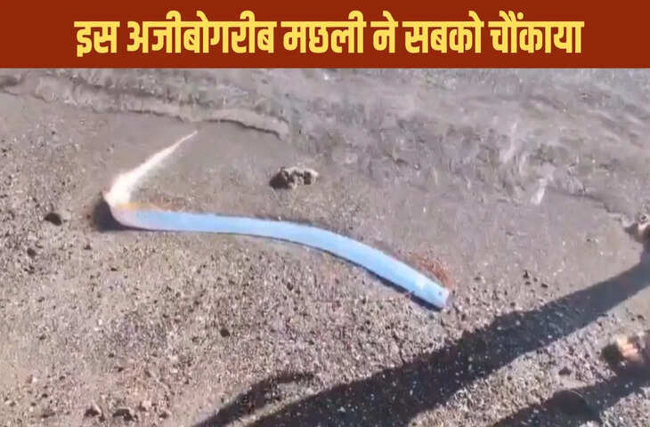  कभी देखी है ऐसी अजीबोगरीब मछली? जहां भी दिखती है, मच जाता है हाहाकार