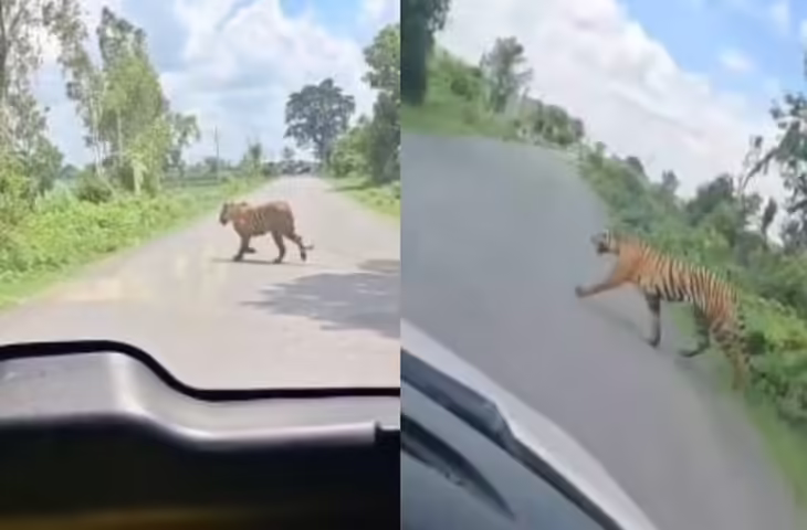 सड़क पार करता दिखा बाघ, लोगों में दहशत, बाइक छोड़ भागे राहगीर