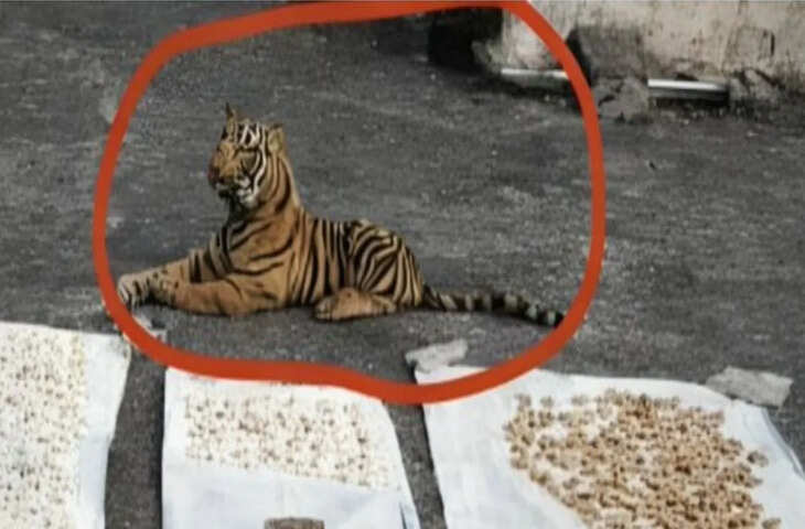 सोशल मीडिया पर वायरल हुई अनोखी फोटो, यूजर्स बोले &ndash; &ldquo;कंटेंट का खजाना कभी खत्म नहीं होता&rdquo;