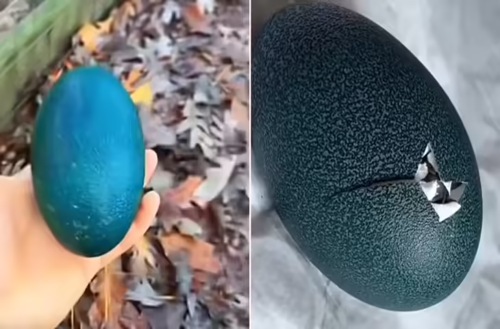 <blockquote class="instagram-media" data-instgrm-captioned data-instgrm-permalink="https://www.instagram.com/reel/DOt45fhCPWy/?utm_source=ig_embed&amp;utm_campaign=loading" data-instgrm-version="14" style=" background:#FFF; border:0; border-radius:3px; box-shadow:0 0 1px 0 rgba(0,0,0,0.5),0 1px 10px 0 rgba(0,0,0,0.15); margin: 1px; max-width:540px; min-width:326px; padding:0; width:99.375%; width:-webkit-calc(100% - 2px); width:calc(100% - 2px);"><div style="padding:16px;"> <a href="https://www.instagram.com/reel/DOt45fhCPWy/?utm_source=ig_embed&amp;utm_campaign=loading" style=" background:#FFFFFF; line-height:0; padding:0 0; text-align:center; text-decoration:none; width:100%;" target="_blank"> <div style=" display: flex; flex-direction: row; align-items: center;"> <div style="background-color: #F4F4F4; border-radius: 50%; flex-grow: 0; height: 40px; margin-right: 14px; width: 40px;"></div> <div style="display: flex; flex-direction: column; flex-grow: 1; justify-content: center;"> <div style=" background-color: #F4F4F4; border-radius: 4px; flex-grow: 0; height: 14px; margin-bottom: 6px; width: 100px;"></div> <div style=" background-color: #F4F4F4; border-radius: 4px; flex-grow: 0; height: 14px; width: 60px;"></div></div></div><div style="padding: 19% 0;"></div> <div style="display:block; height:50px; margin:0 auto 12px; width:50px;"><svg width="50px" height="50px" viewBox="0 0 60 60" version="1.1" xmlns="https://www.w3.org/2000/svg" xmlns:xlink="https://www.w3.org/1999/xlink"><g stroke="none" stroke-width="1" fill="none" fill-rule="evenodd"><g transform="translate(-511.000000, -20.000000)" fill="#000000"><g><path d="M556.869,30.41 C554.814,30.41 553.148,32.076 553.148,34.131 C553.148,36.186 554.814,37.852 556.869,37.852 C558.924,37.852 560.59,36.186 560.59,34.131 C560.59,32.076 558.924,30.41 556.869,30.41 M541,60.657 C535.114,60.657 530.342,55.887 530.342,50 C530.342,44.114 535.114,39.342 541,39.342 C546.887,39.342 551.658,44.114 551.658,50 C551.658,55.887 546.887,60.657 541,60.657 M541,33.886 C532.1,33.886 524.886,41.1 524.886,50 C524.886,58.899 532.1,66.113 541,66.113 C549.9,66.113 557.115,58.899 557.115,50 C557.115,41.1 549.9,33.886 541,33.886 M565.378,62.101 C565.244,65.022 564.756,66.606 564.346,67.663 C563.803,69.06 563.154,70.057 562.106,71.106 C561.058,72.155 560.06,72.803 558.662,73.347 C557.607,73.757 556.021,74.244 553.102,74.378 C549.944,74.521 548.997,74.552 541,74.552 C533.003,74.552 532.056,74.521 528.898,74.378 C525.979,74.244 524.393,73.757 523.338,73.347 C521.94,72.803 520.942,72.155 519.894,71.106 C518.846,70.057 518.197,69.06 517.654,67.663 C517.244,66.606 516.755,65.022 516.623,62.101 C516.479,58.943 516.448,57.996 516.448,50 C516.448,42.003 516.479,41.056 516.623,37.899 C516.755,34.978 517.244,33.391 517.654,32.338 C518.197,30.938 518.846,29.942 519.894,28.894 C520.942,27.846 521.94,27.196 523.338,26.654 C524.393,26.244 525.979,25.756 528.898,25.623 C532.057,25.479 533.004,25.448 541,25.448 C548.997,25.448 549.943,25.479 553.102,25.623 C556.021,25.756 557.607,26.244 558.662,26.654 C560.06,27.196 561.058,27.846 562.106,28.894 C563.154,29.942 563.803,30.938 564.346,32.338 C564.756,33.391 565.244,34.978 565.378,37.899 C565.522,41.056 565.552,42.003 565.552,50 C565.552,57.996 565.522,58.943 565.378,62.101 M570.82,37.631 C570.674,34.438 570.167,32.258 569.425,30.349 C568.659,28.377 567.633,26.702 565.965,25.035 C564.297,23.368 562.623,22.342 560.652,21.575 C558.743,20.834 556.562,20.326 553.369,20.18 C550.169,20.033 549.148,20 541,20 C532.853,20 531.831,20.033 528.631,20.18 C525.438,20.326 523.257,20.834 521.349,21.575 C519.376,22.342 517.703,23.368 516.035,25.035 C514.368,26.702 513.342,28.377 512.574,30.349 C511.834,32.258 511.326,34.438 511.181,37.631 C511.035,40.831 511,41.851 511,50 C511,58.147 511.035,59.17 511.181,62.369 C511.326,65.562 511.834,67.743 512.574,69.651 C513.342,71.625 514.368,73.296 516.035,74.965 C517.703,76.634 519.376,77.658 521.349,78.425 C523.257,79.167 525.438,79.673 528.631,79.82 C531.831,79.965 532.853,80.001 541,80.001 C549.148,80.001 550.169,79.965 553.369,79.82 C556.562,79.673 558.743,79.167 560.652,78.425 C562.623,77.658 564.297,76.634 565.965,74.965 C567.633,73.296 568.659,71.625 569.425,69.651 C570.167,67.743 570.674,65.562 570.82,62.369 C570.966,59.17 571,58.147 571,50 C571,41.851 570.966,40.831 570.82,37.631"></path></g></g></g></svg></div><div style="padding-top: 8px;"> <div style=" color:#3897f0; font-family:Arial,sans-serif; font-size:14px; font-style:normal; font-weight:550; line-height:18px;">View this post on Instagram</div></div><div style="padding: 12.5% 0;"></div> <div style="display: flex; flex-direction: row; margin-bottom: 14px; align-items: center;"><div> <div style="background-color: #F4F4F4; border-radius: 50%; height: 12.5px; width: 12.5px; transform: translateX(0px) translateY(7px);"></div> <div style="background-color: #F4F4F4; height: 12.5px; transform: rotate(-45deg) translateX(3px) translateY(1px); width: 12.5px; flex-grow: 0; margin-right: 14px; margin-left: 2px;"></div> <div style="background-color: #F4F4F4; border-radius: 50%; height: 12.5px; width: 12.5px; transform: translateX(9px) translateY(-18px);"></div></div><div style="margin-left: 8px;"> <div style=" background-color: #F4F4F4; border-radius: 50%; flex-grow: 0; height: 20px; width: 20px;"></div> <div style=" width: 0; height: 0; border-top: 2px solid transparent; border-left: 6px solid #f4f4f4; border-bottom: 2px solid transparent; transform: translateX(16px) translateY(-4px) rotate(30deg)"></div></div><div style="margin-left: auto;"> <div style=" width: 0px; border-top: 8px solid #F4F4F4; border-right: 8px solid transparent; transform: translateY(16px);"></div> <div style=" background-color: #F4F4F4; flex-grow: 0; height: 12px; width: 16px; transform: translateY(-4px);"></div> <div style=" width: 0; height: 0; border-top: 8px solid #F4F4F4; border-left: 8px solid transparent; transform: translateY(-4px) translateX(8px);"></div></div></div> <div style="display: flex; flex-direction: column; flex-grow: 1; justify-content: center; margin-bottom: 24px;"> <div style=" background-color: #F4F4F4; border-radius: 4px; flex-grow: 0; height: 14px; margin-bottom: 6px; width: 224px;"></div> <div style=" background-color: #F4F4F4; border-radius: 4px; flex-grow: 0; height: 14px; width: 144px;"></div></div></a><p style=" color:#c9c8cd; font-family:Arial,sans-serif; font-size:14px; line-height:17px; margin-bottom:0; margin-top:8px; overflow:hidden; padding:8px 0 7px; text-align:center; text-overflow:ellipsis; white-space:nowrap;"><a href="https://www.instagram.com/reel/DOt45fhCPWy/?utm_source=ig_embed&amp;utm_campaign=loading" style=" color:#c9c8cd; font-family:Arial,sans-serif; font-size:14px; font-style:normal; font-weight:normal; line-height:17px; text-decoration:none;" target="_blank">A post shared by 019__ 🎬 Viral Edits (@019_editss)</a></p></div></blockquote> <script async src="//www.instagram.com/embed.js"></script>