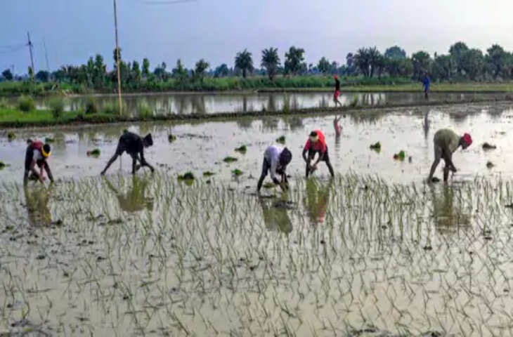 मानसून की बेरुखी से धान की रोपाई प्रभावित, बारिश के इंतजार में किसान
