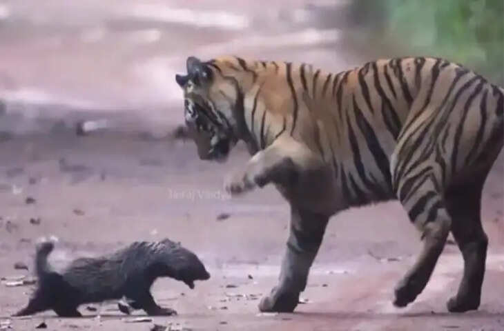 बाघ से अकेले ही भिड़ गया बिज्जू, आगे चलकर हुआ बेहद ही दर्दनाक अंत, जंगल का यह वीडियो देख खड़े हो जाएंगे आपके रोंगटे