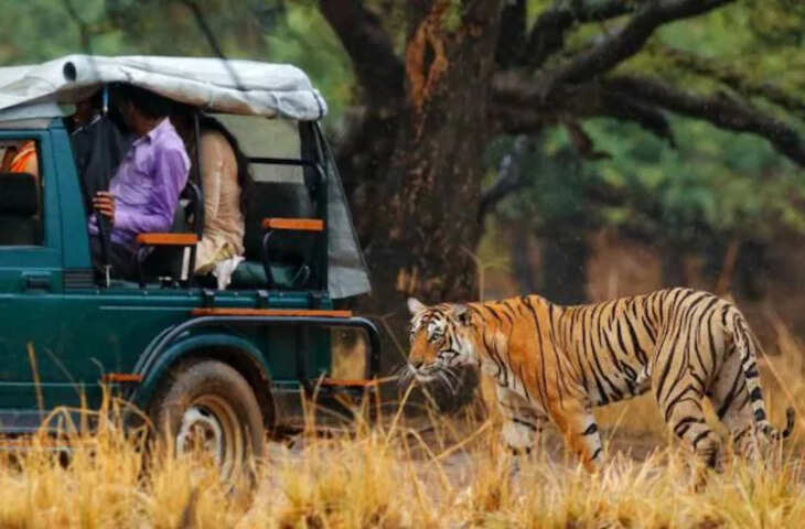रणथंभौर में टाइगर का रास्ता रोकने पर कार्रवाई, ड्राइवर और गाइड पर लगा बैन