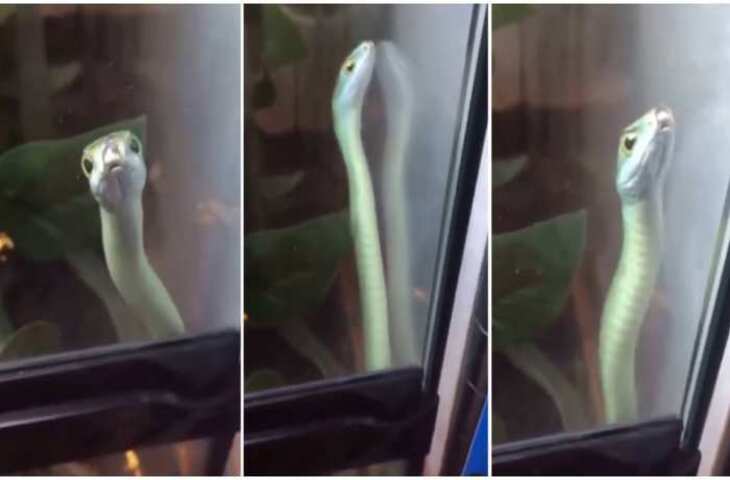 शीशे में अपनी परछाई देख मंत्रमुग्ध हुई नागिन, सोशल मीडिया पर वायरल हुआ धुआंधार डांस का वीडियो&nbsp;