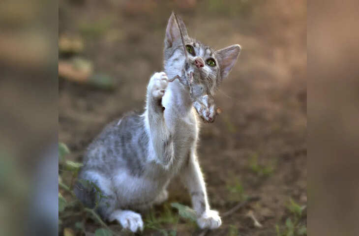 बिल्ली ने घात लगाकर किया चूहे को दबोचा, पर लोगों ने समझ लिया AI एडिय, देखें वीडियो