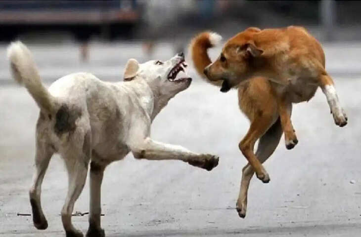 पश्चिम बंगाल में आवारा कुत्ते ने 56 लोगों को काटा, बच्चों और महिलाओं समेत कई घायल