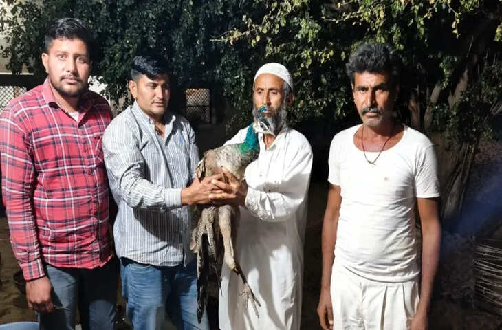 लोहारकी गांव के पास अज्ञात वाहन से घायल हिरण को वन्य जीव प्रेमियों ने बचाया