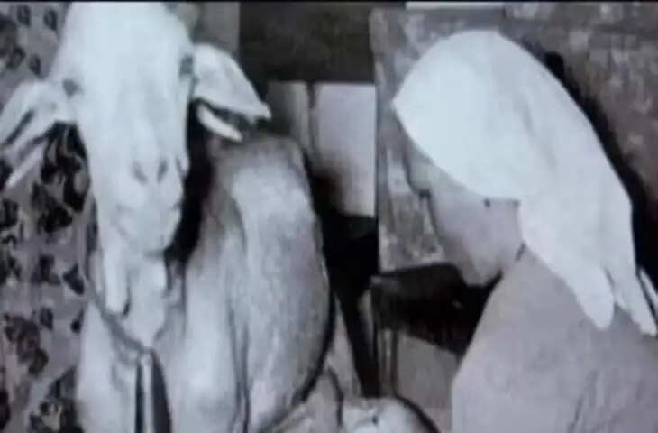 सोशल मीडिया पर वायरल &ldquo;बकरी से नवजात को दूध पिलाने&rdquo; वाली कहानी, बनी नवजात शिशु की &ldquo;पालक मां&rdquo;