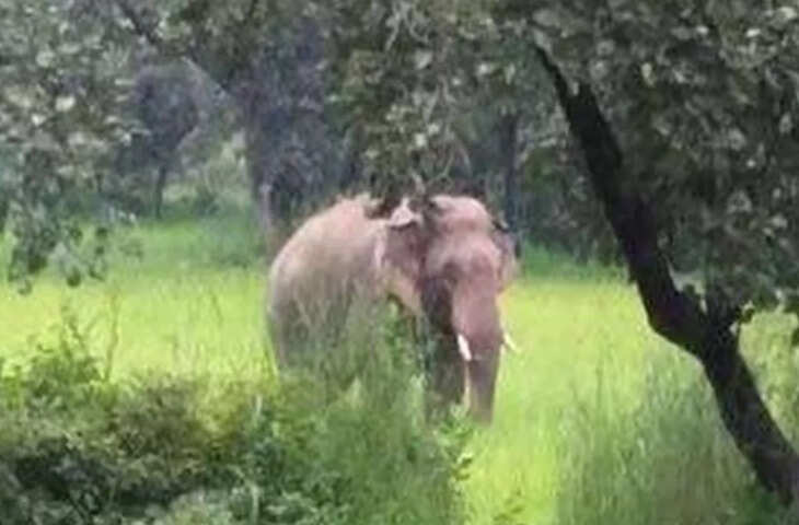 गले में फंसा टायर बना हाथी के लिए मुसीबत, टीम ने किया सफल रेस्क्यू!