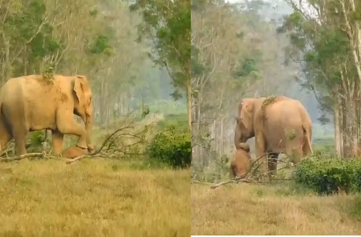 Viral Video: हथिनी का दर्द देखकर लोग हुए भावुक, बच्चे के शव को घसीटकर ल जात्ती दिखी मां हथिनी&nbsp;