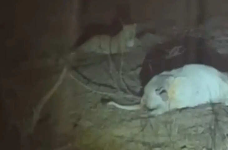 भरतपुर में आबादी क्षेत्र में घुसा लेपर्ड, गाय का किया शिकार, वीडियो में देंखे  ग्रामीणों में दहशत