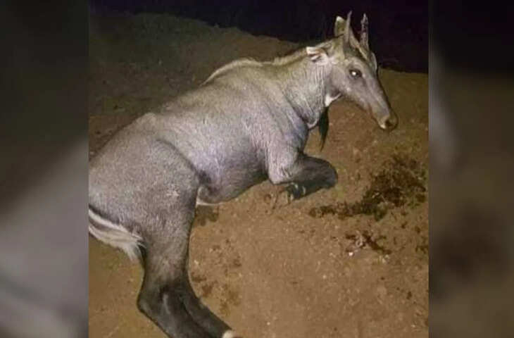 गुना में दर्दनाक हादसा, हाईवे पर कार का शीशा तोड़ घुस गई नीलगाय, मां की गोद में बैठी बच्ची की मौत