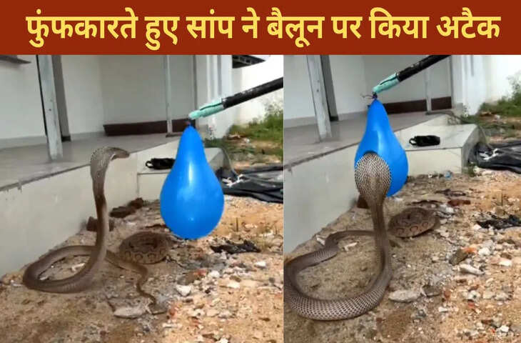 बैलून को दुश्मन समझ बैठा सांप, फिर देखिए फुंफकार मारते हुए क्या किया; चौंका देगा VIDEO